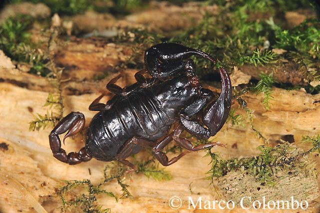 Scorpioni italiani, la biodiversit dimenticata